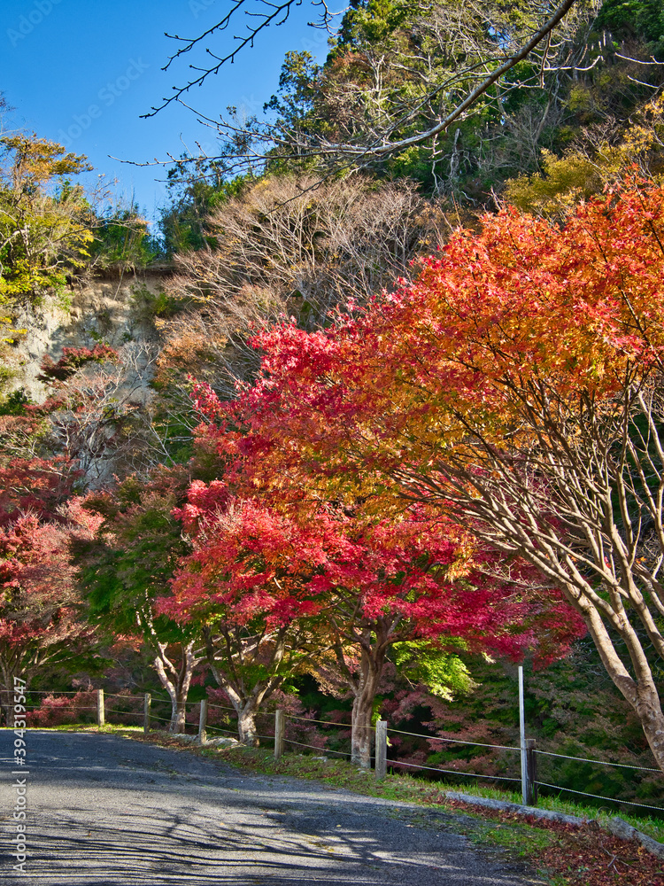 Naklejka premium 富津もみじロードの紅葉はじめ