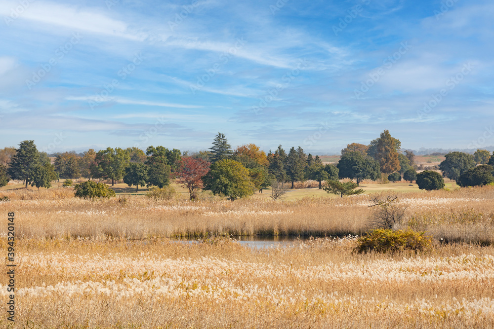 Obraz premium 秋の渡良瀬遊水地の風景