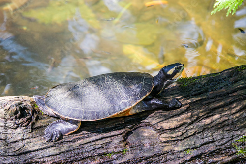 The red-bellied short-necked turtle (Emydura subglobosa) rests on the log, which is a species of turtle in the family Chelidae.
It is popular as pet, found in tropical Australia and Papua New Guinea. photo