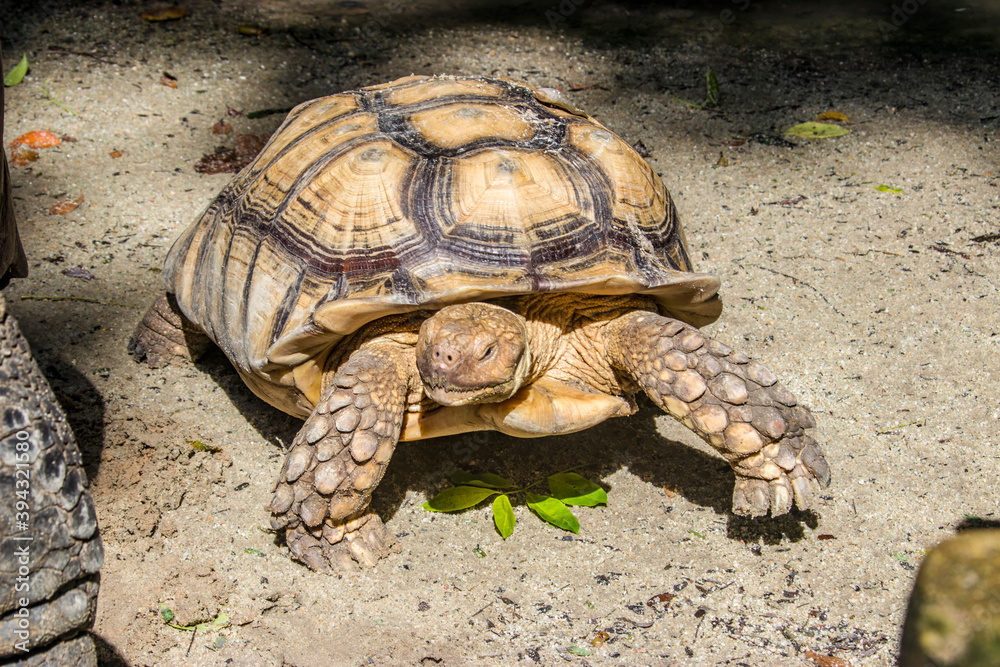 The African spurred tortoise (Centrochelys sulcata) is a species of tortoise, which inhabits the southern edge of the Sahara desert in Africa. It is the third-largest species of tortoise in the world. The African spurred tortoise (Centrochelys sulcata) is a species of tortoise, which inhabits the southern edge of the Sahara desert in Africa. It is the third-largest species of tortoise in the world.