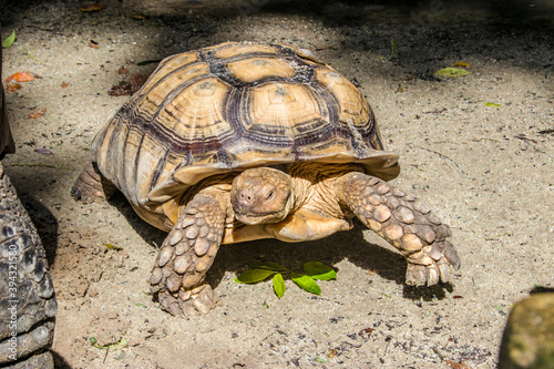 The African spurred tortoise (Centrochelys sulcata) is a species of tortoise, which inhabits the southern edge of the Sahara desert in Africa. It is the third-largest species of tortoise in the world.