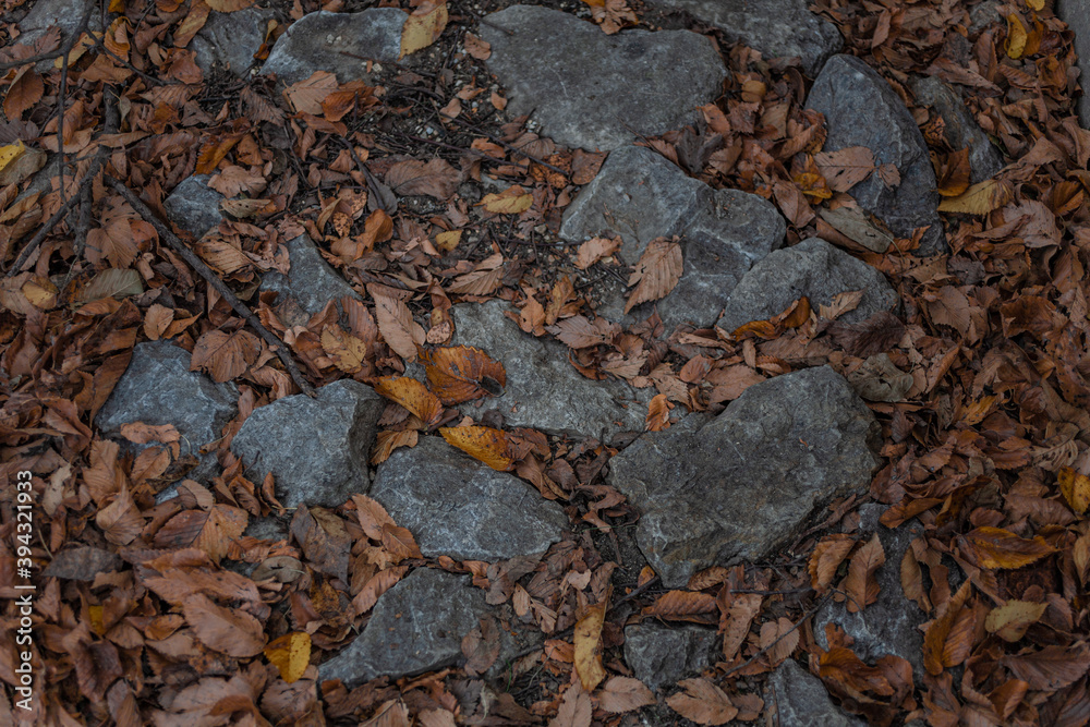 rocks in the autumn forest 