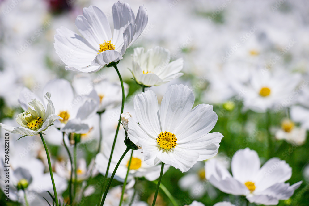 White mexican aster flowers in garden bright sunshine day on a background of green leaves. Cosmos bipinnatus. Select focus. White mexican aster flowers in garden bright sunshine day on a background of green leaves. Cosmos bipinnatus. Select focus.