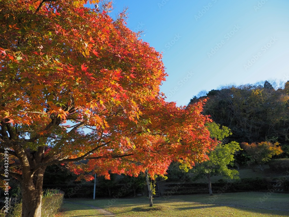 Naklejka premium 亀山湖の紅葉はじめ