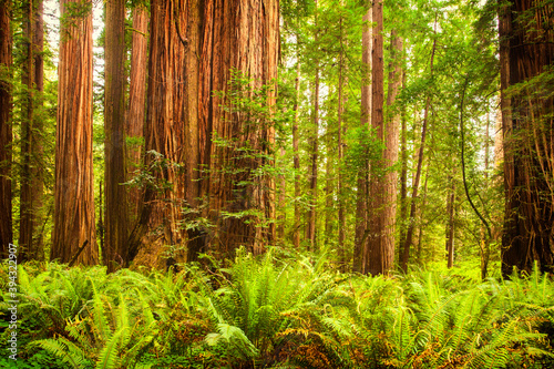 Giant redwoods in Northern California photo