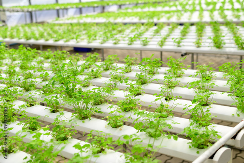 Hydroponic vegetable plant (Coriander or Cilantro) growing in hydroponic greenhouse