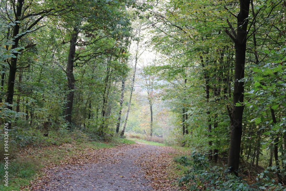 Obraz premium Waldweg im Herbst führt ins Licht