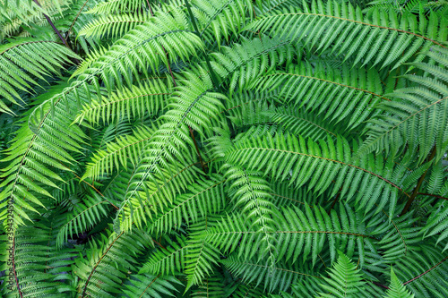Green leaf pattern for background.