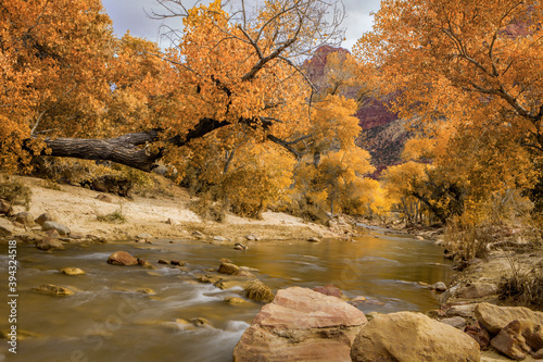 Golden cottonwoods along the Virgin River in Zion National Park at autumn photo