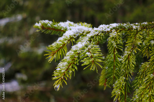 There is snow on a young green branch of spruce.