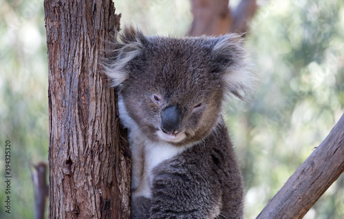 Canvas Print The Koala (Phascularctos cinereous) is an arboreal herbivorous marsupial native