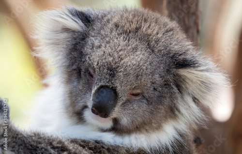 Fototapeta Naklejka Na Ścianę i Meble -  The Koala (Phascularctos cinereous) is an arboreal herbivorous marsupial native to Australia	
