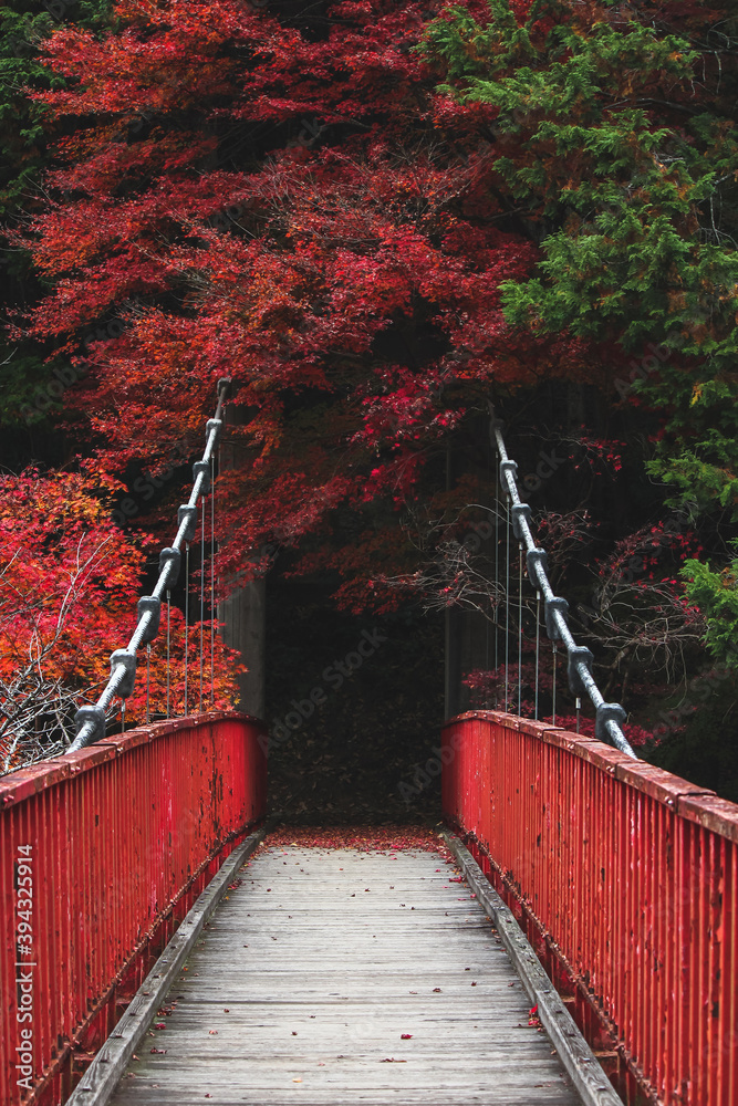 Fototapeta premium 赤く染まる葉と橋