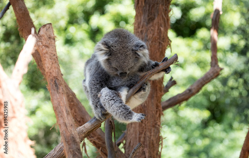 Fototapeta Naklejka Na Ścianę i Meble -  The Koala (Phascularctos cinereous) is an arboreal herbivorous marsupial native to Australia	
