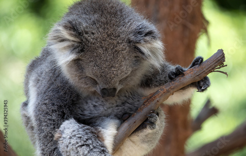Photography The Koala (Phascularctos cinereous) is an arboreal herbivorous marsupial native