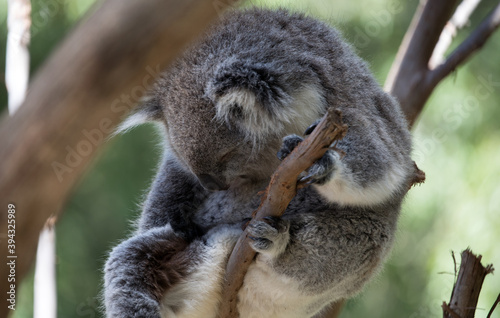 The Koala (Phascularctos cinereous) is an arboreal herbivorous marsupial native to Australia	
