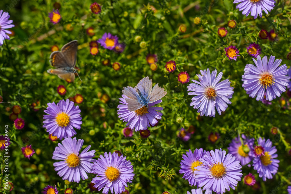 Obraz premium field of flowers