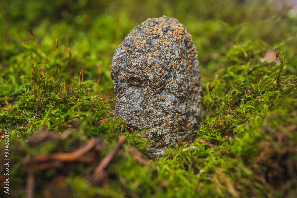 Still life- stones in green moss for interior decoration Still life- stones in green moss for interior decoration