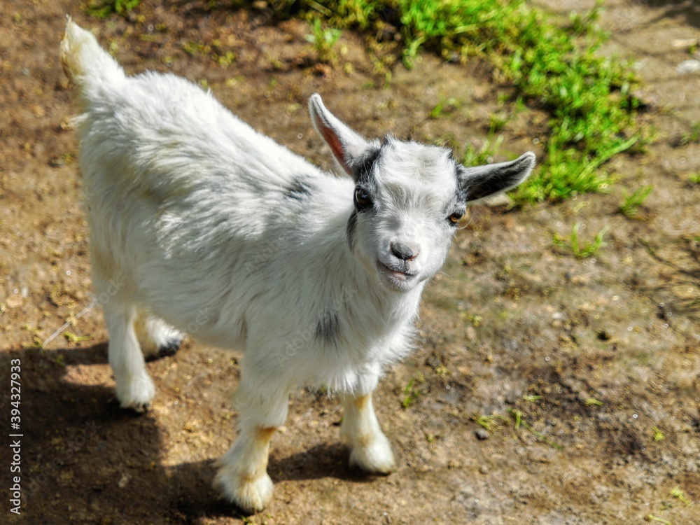 goat on the farm