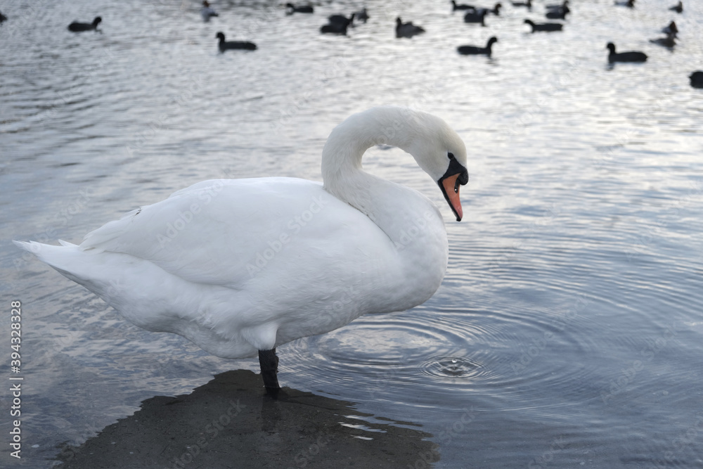 Fototapeta premium Beautiful and white swan in the water.