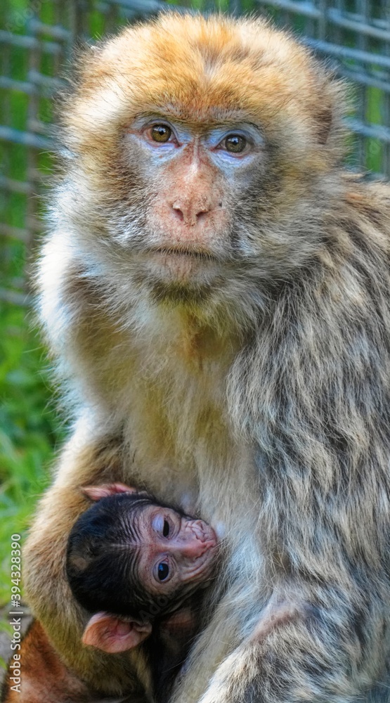 Fototapeta premium Barbary Ape with baby