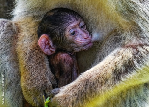 Barbary Ape with baby © Michael Knöbl