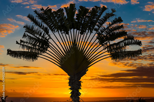 Arbre du voyageur sur fond de soleil couchant 