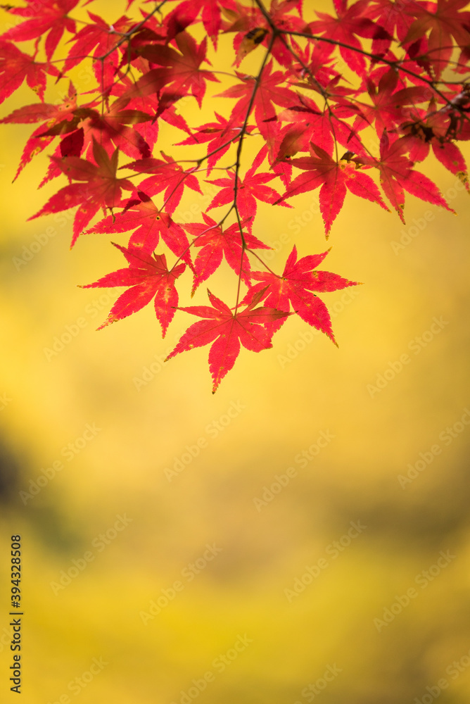 美しく紅葉したもみじ縦②