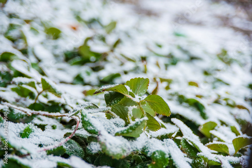 Strawberry petals grow on the street and are shrouded in snow, close-up.