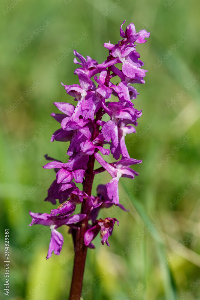 Mannsknabenkraut (Orchis mascula)
