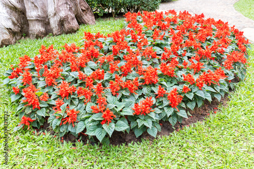 Flower bed of Salvia Splendens photo