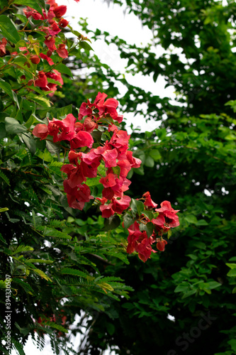 Bougainvillea flowers texture and background. Red flowers of bougainvillea tree.
