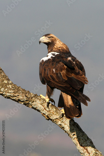 Spanish Imperial Eagle adult female on a cork oak branch in a Mediterranean oak forest with the first light of a sunny day