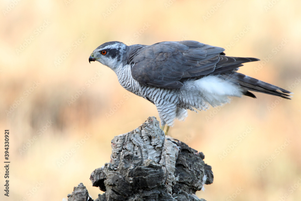 Obraz premium Northern goshawk adult male on a cork oak trunk with the last lights of an autumn day in a forest of oaks, pines and cork oaks