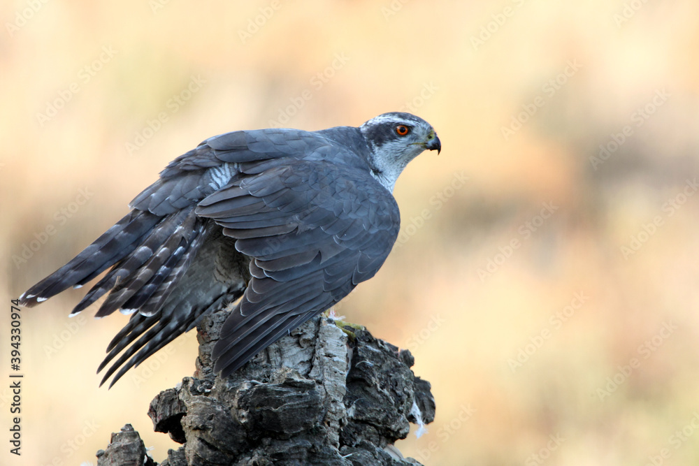 Obraz premium Northern goshawk adult male on a cork tree trunk protecting a recently hunted prey with the last light of day