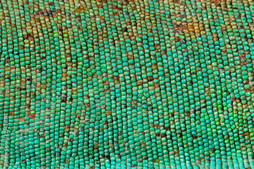 skin (scales) of a green iguana // Haut (Schuppen) eines Grünen Leguan photo