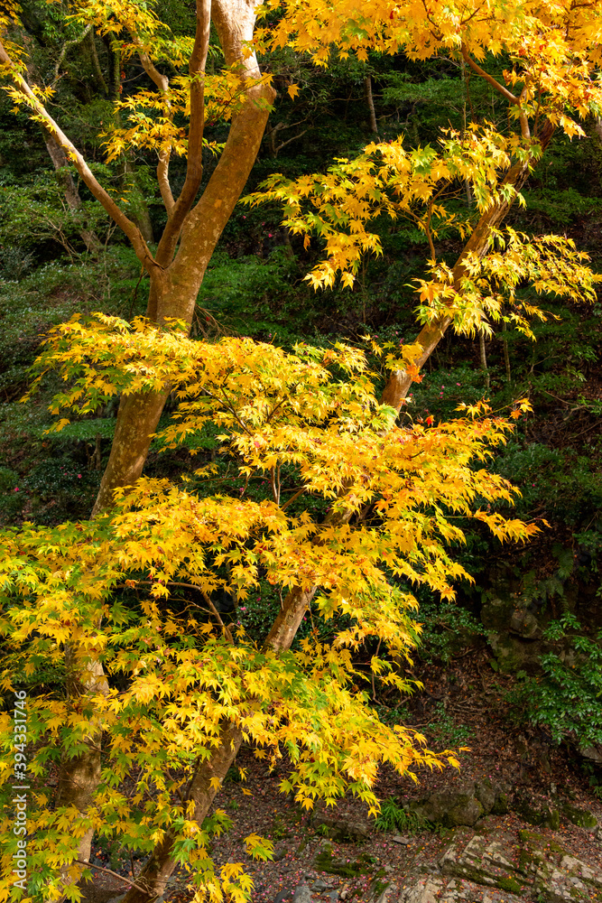 Hiking trail along Minoh river for Minoh in autumn Hiking trail along Minoh river for Minoh in autumn