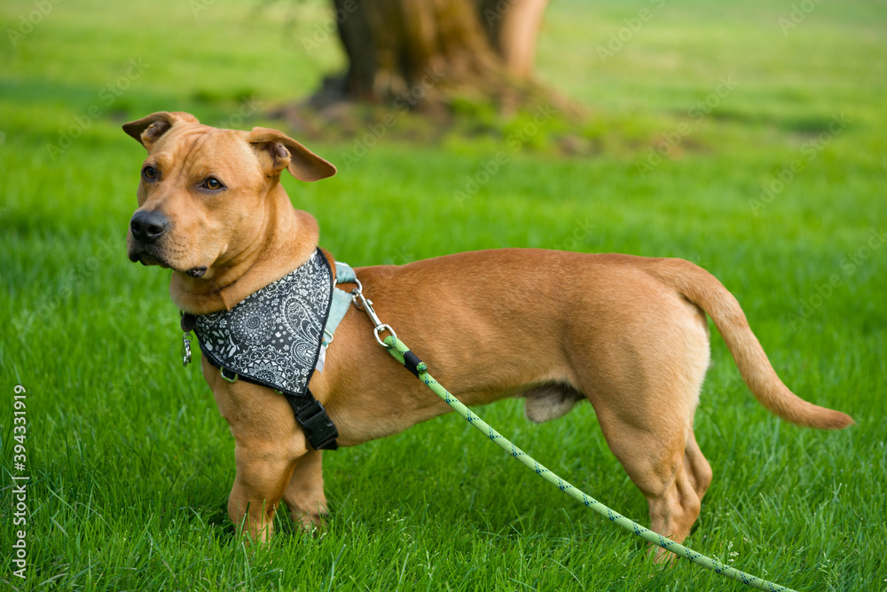 dog on the grass