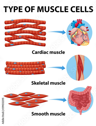 Type of muscle cells