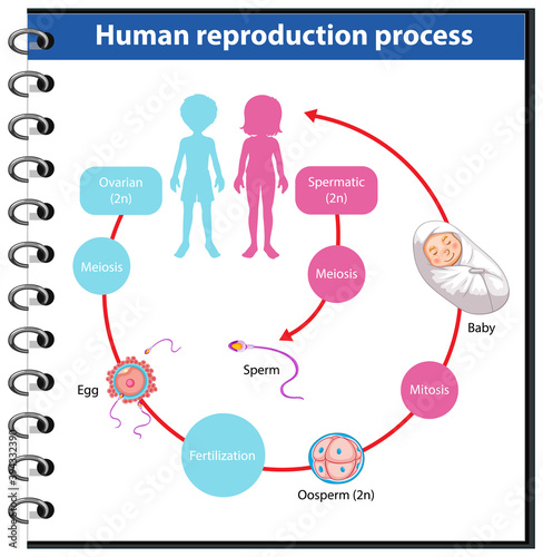 Reproduction Process of Human infographic