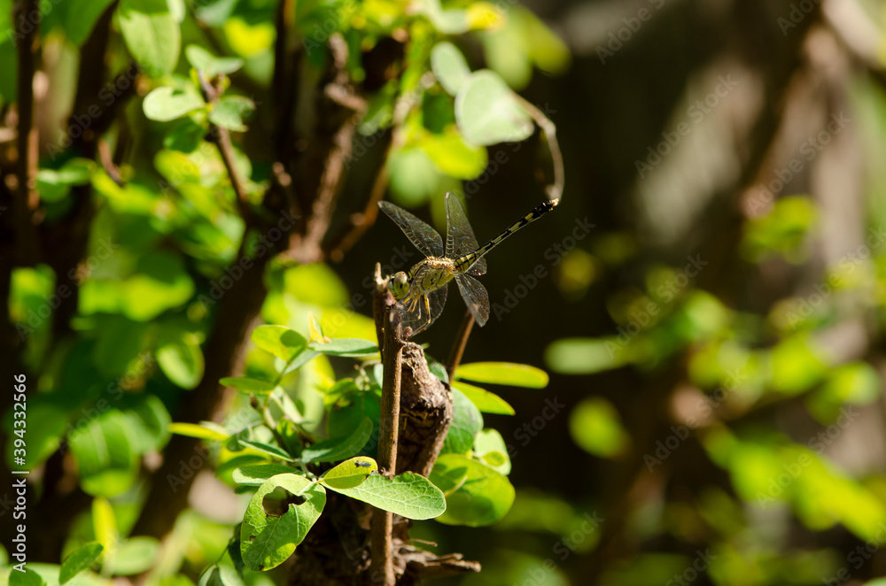 Dragon fly is another beautiful creation of the nature Dragon fly is another beautiful creation of the nature