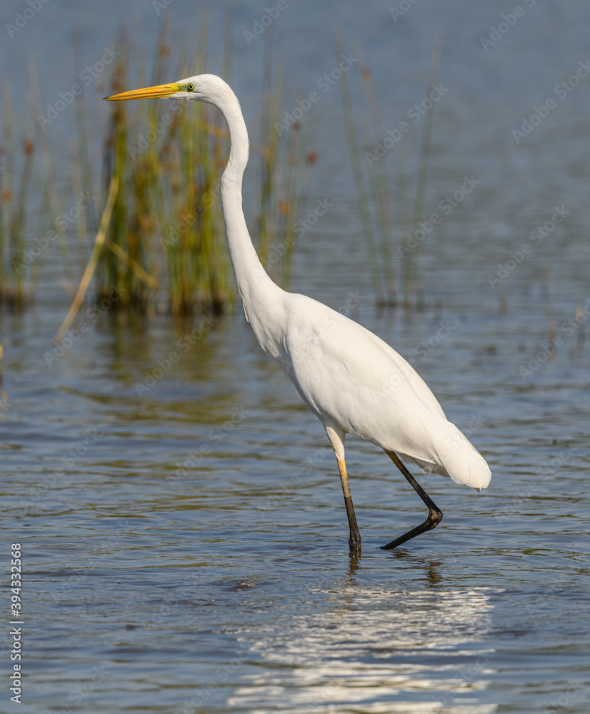 great egret (Ardea alba) alias common, large or great white egret or heron wading in pond great egret (Ardea alba) alias common, large or great white egret or heron wading in pond