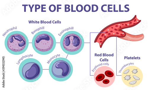 Type of blood cells