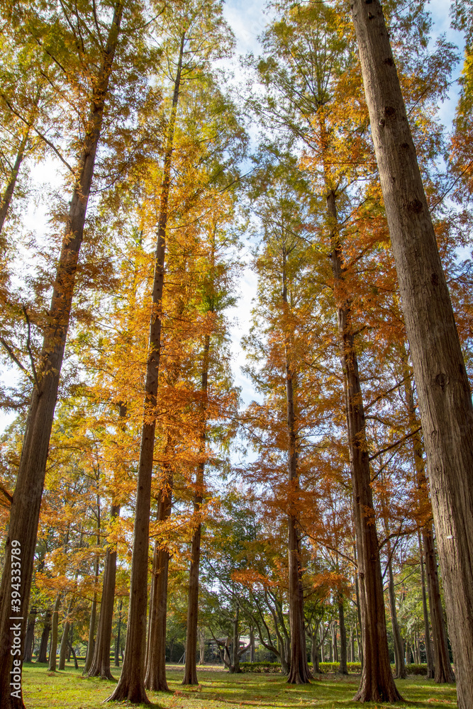 Fototapeta premium 紅葉の杉木立