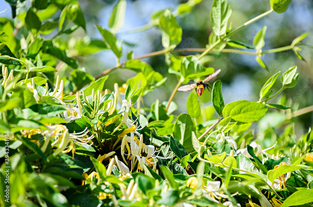 Lonicera caprifolium, the Italian woodbine,  perfoliate honeysuckle  or perfoliate woodbine