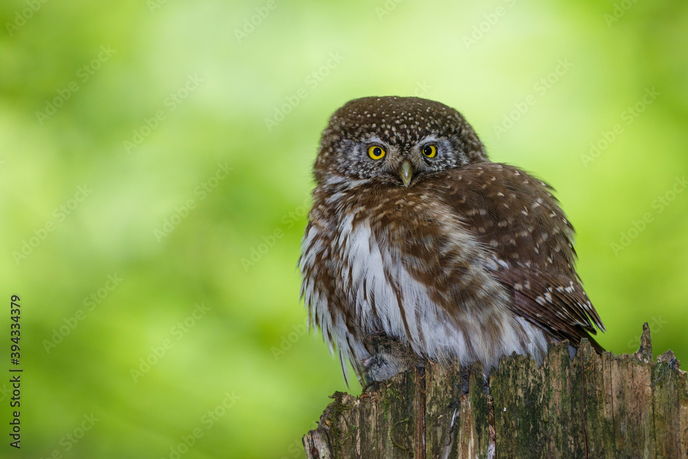 Sperlingskauz (Glaucidium passerinum) Sperlingskauz (Glaucidium passerinum)