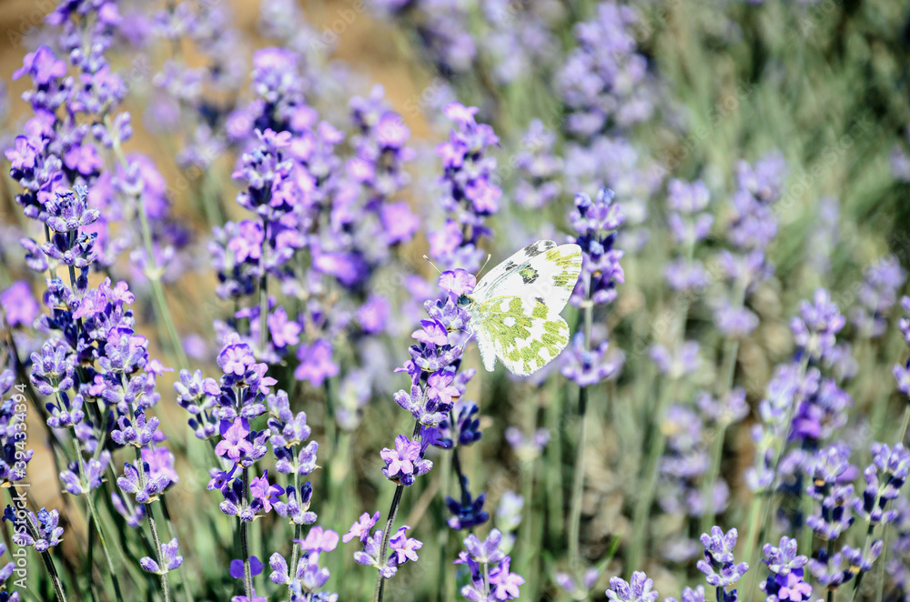 Obraz premium White and yellow butterfly in blue violet levandula flowers close up