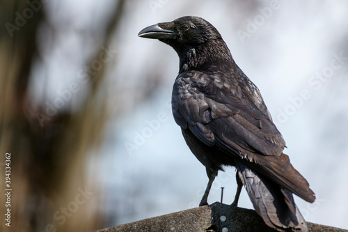 Rabenkrähe (Corvus corone)