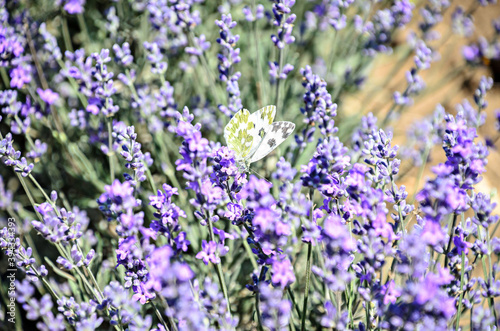 White and yellow butterfly in blue violet levandula flowers close up