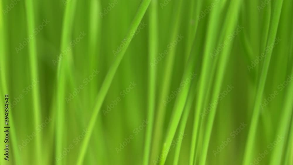 Fresh green grass with dew drops clips, dew drops on green grass footage, rain drops on green grass video. Сloseup rotation Fresh green grass with dew drops clips, dew drops on green grass footage, rain drops on green grass video. Сloseup rotation